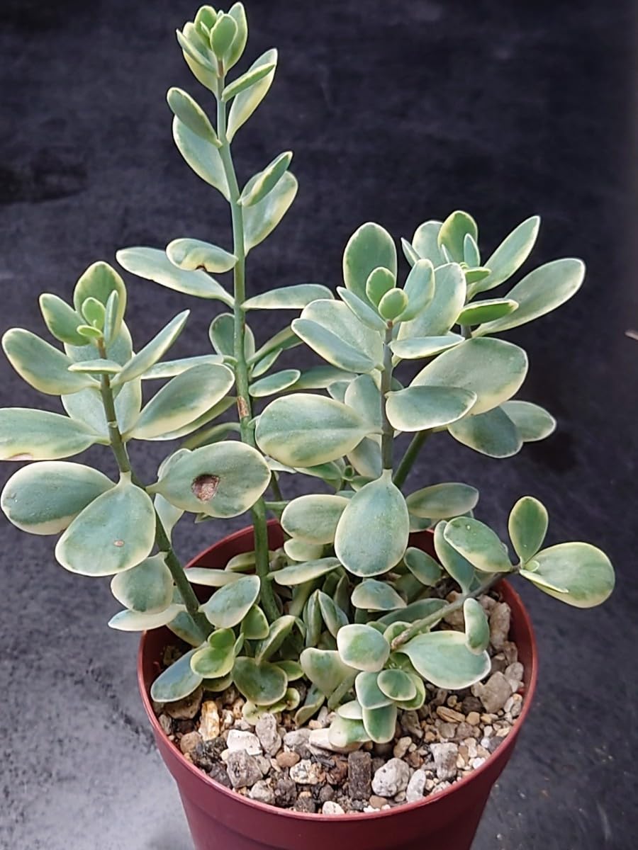 おまとめ中！多肉植物^o^  しじみ蝶錦 Amazon.co.jp: 多肉植物 しじみ蝶錦 : ホーム＆キッチン