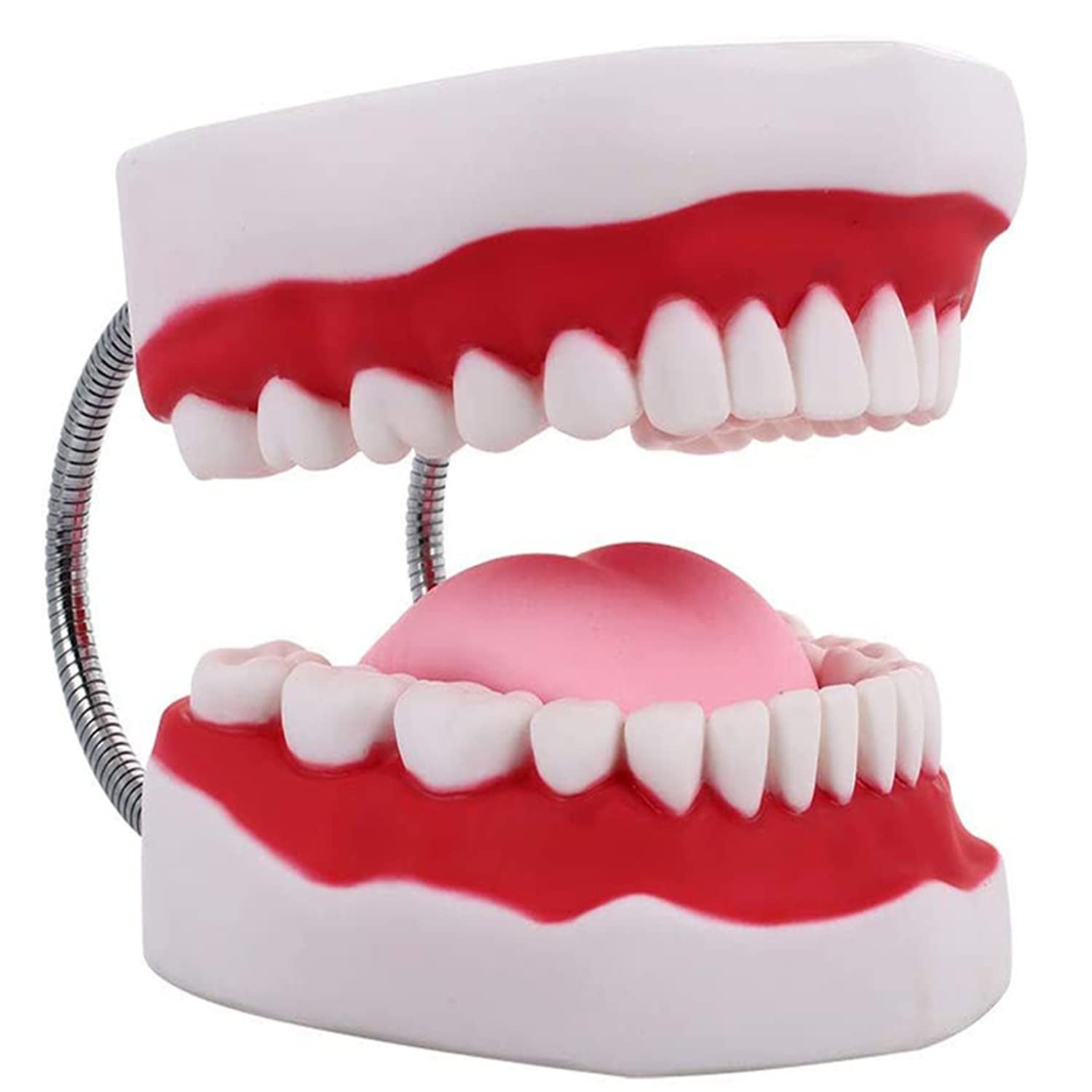 Larga Modello anatomico di Denti dentali, Typodont Modello Standard per Denti per Adulti Dentista Insegnamento dell'igiene Orale Modello per la Cura dei Denti