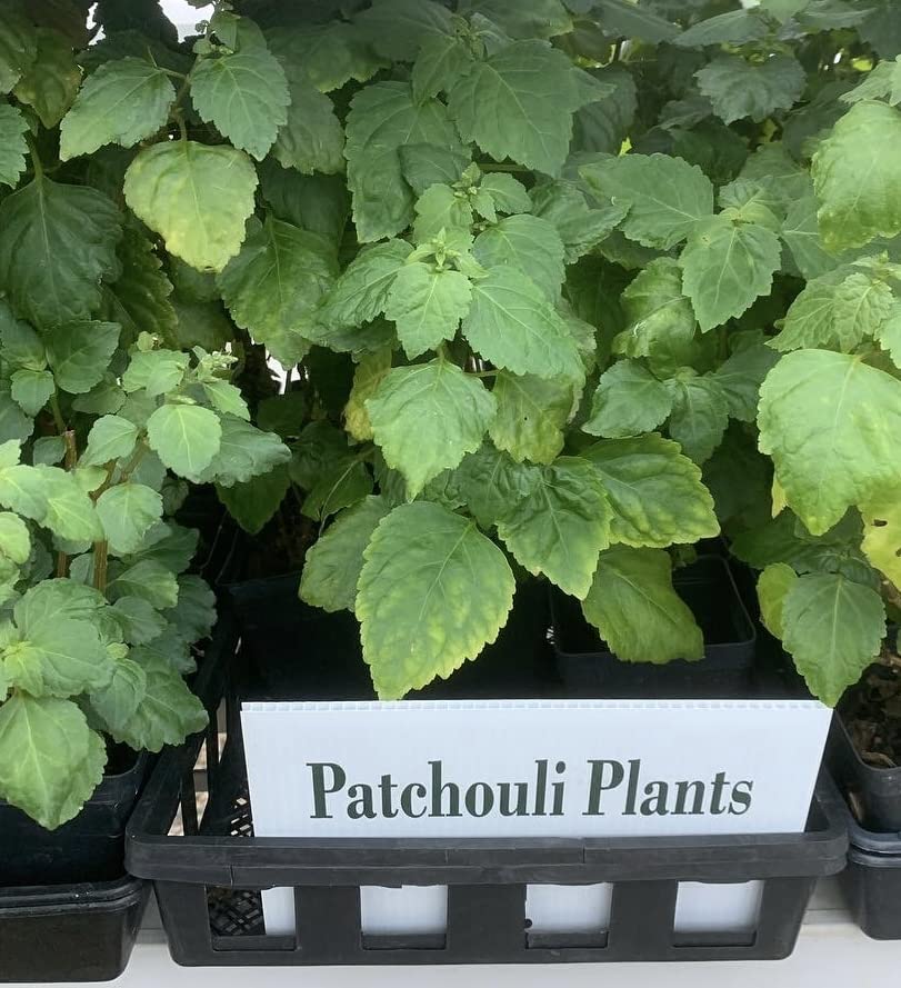 Patchouli Plant - Organic and All Natural Grown - 3.5 inch pots