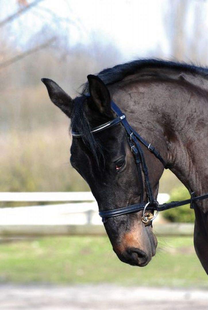 Stübben 2262 Golden Wings Snaffle Bit podwójnie uszkodzony
