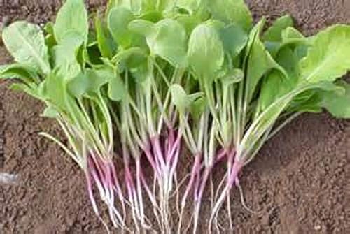 Miniatura 3 de Rábano rojo, microverde, germinación, 2 onzas, sin OMG, marca Country Creek LLC, alta germinación de brotes, semillas comestibles, jardinería,