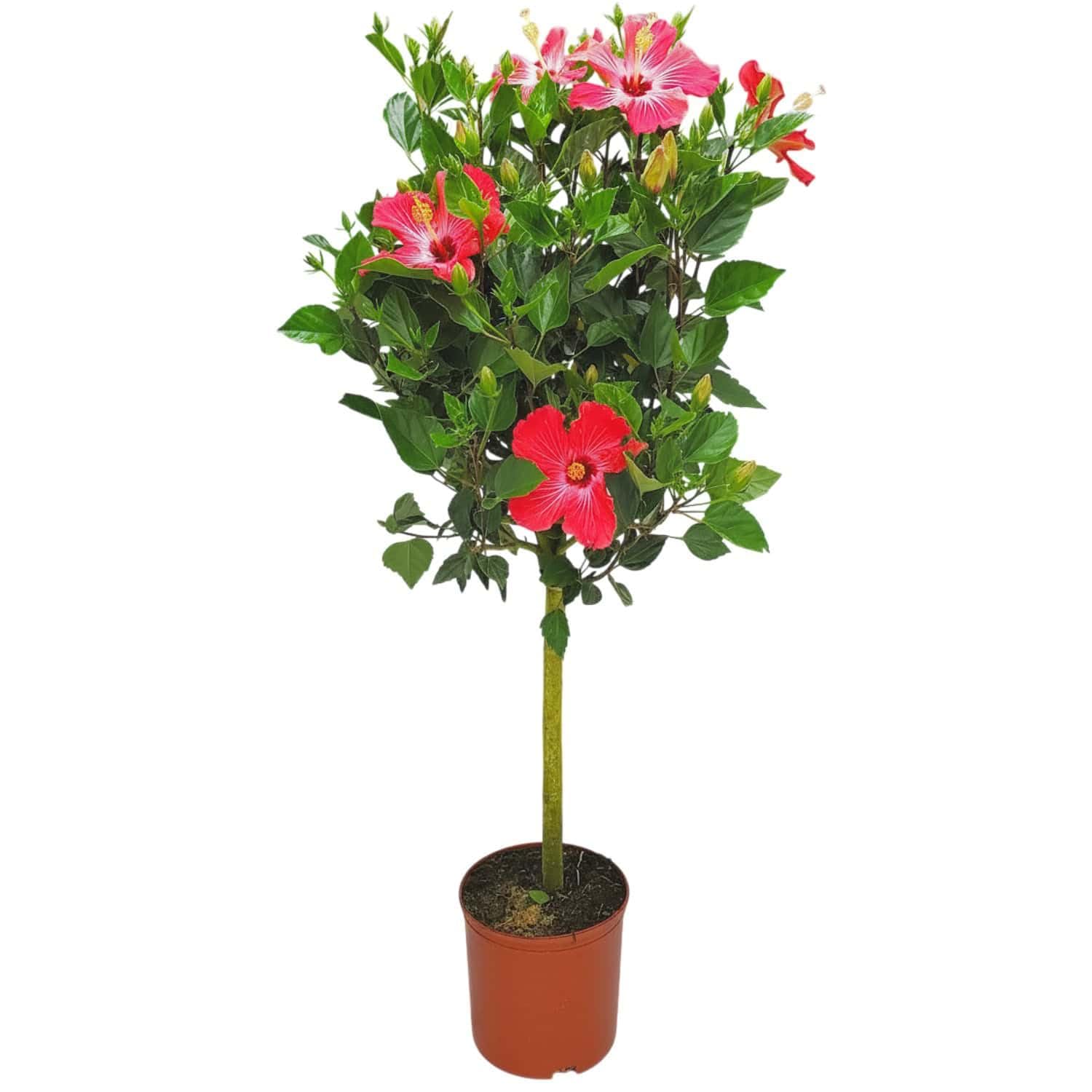 Hibiscus Tree Live - Pink Flowers - 3 Gallon Pot