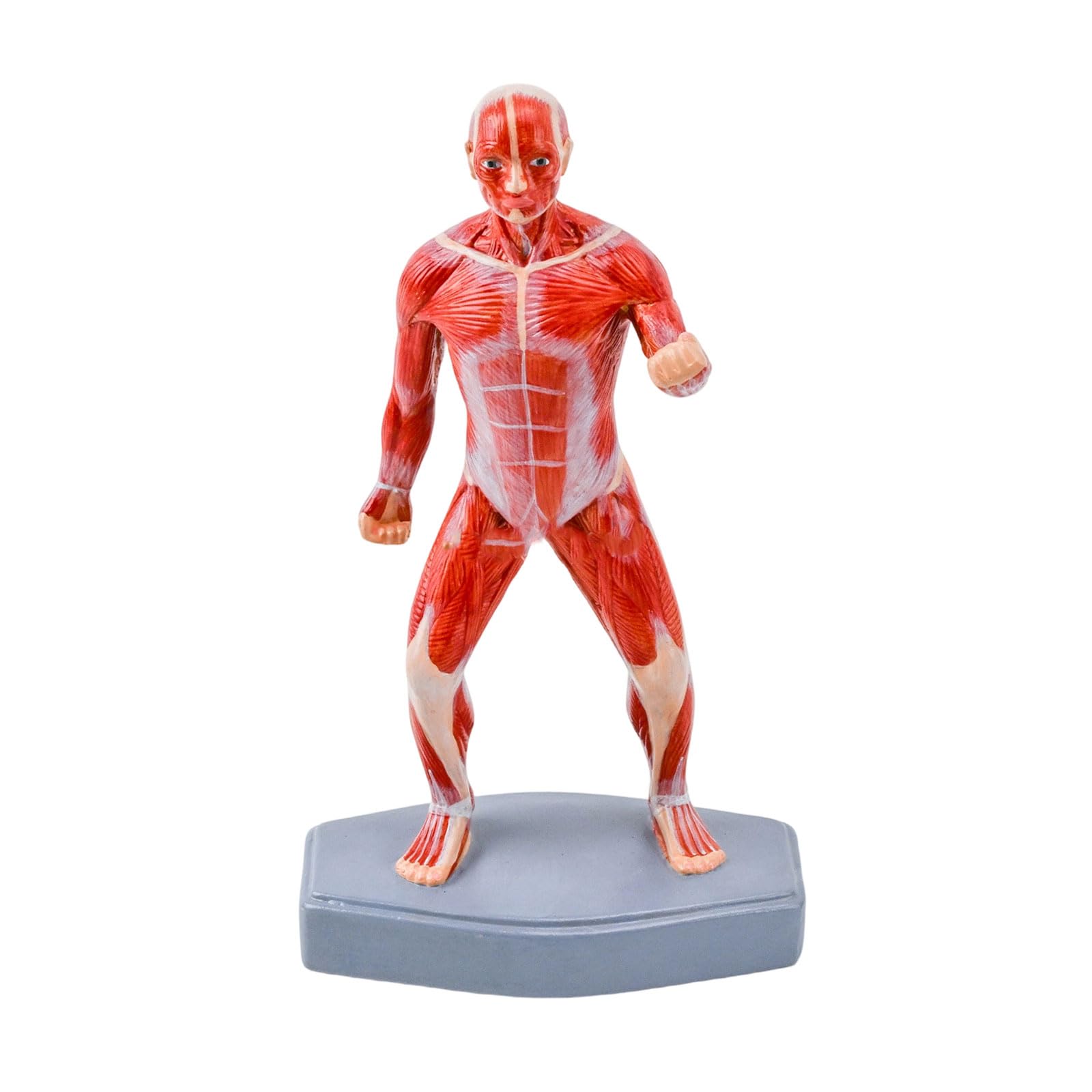 Modello completo struttura muscolare anatomia del corpo
