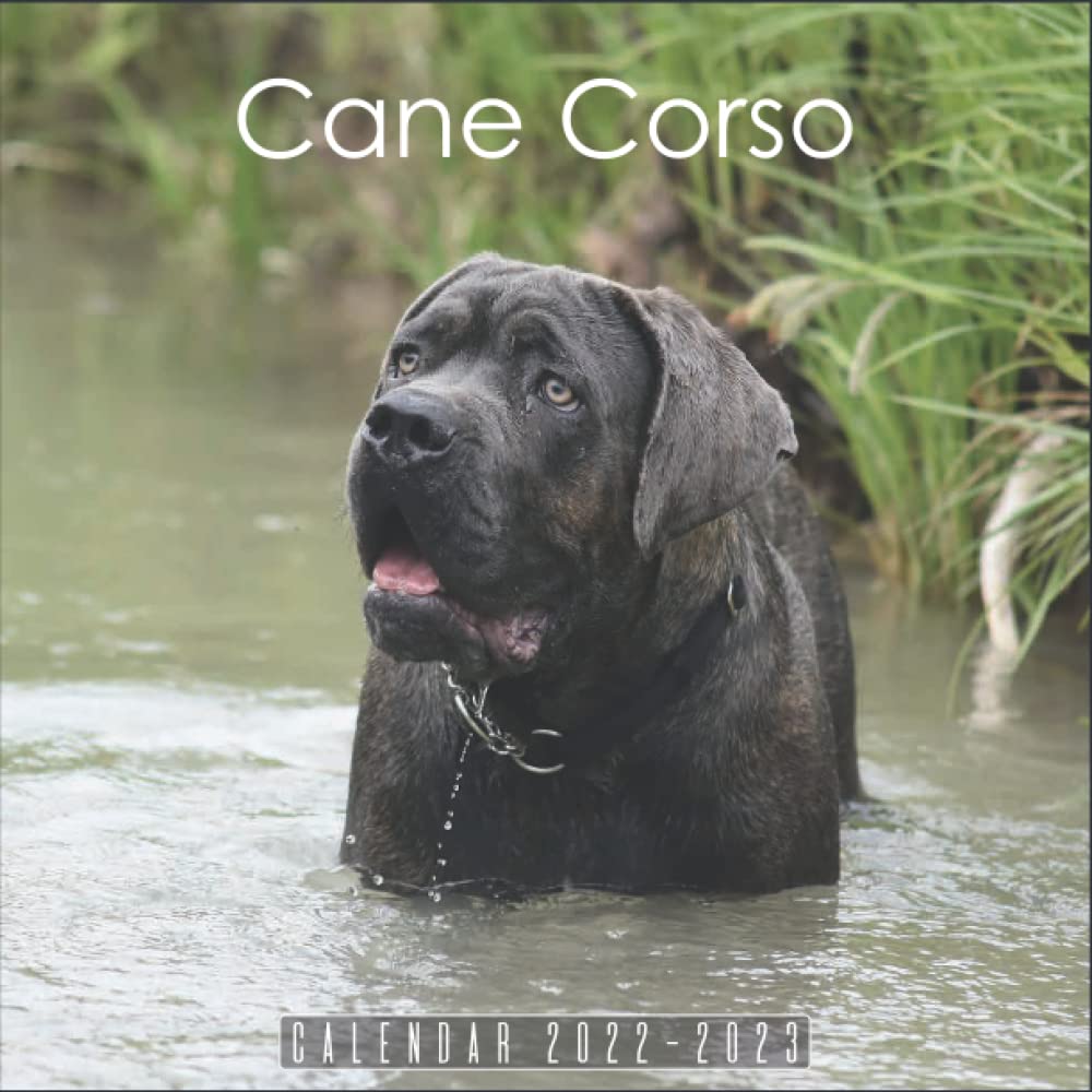 Buy Cane Corso 2022 2023 Official Dogs 2022, 18 Month Photo of Cane
