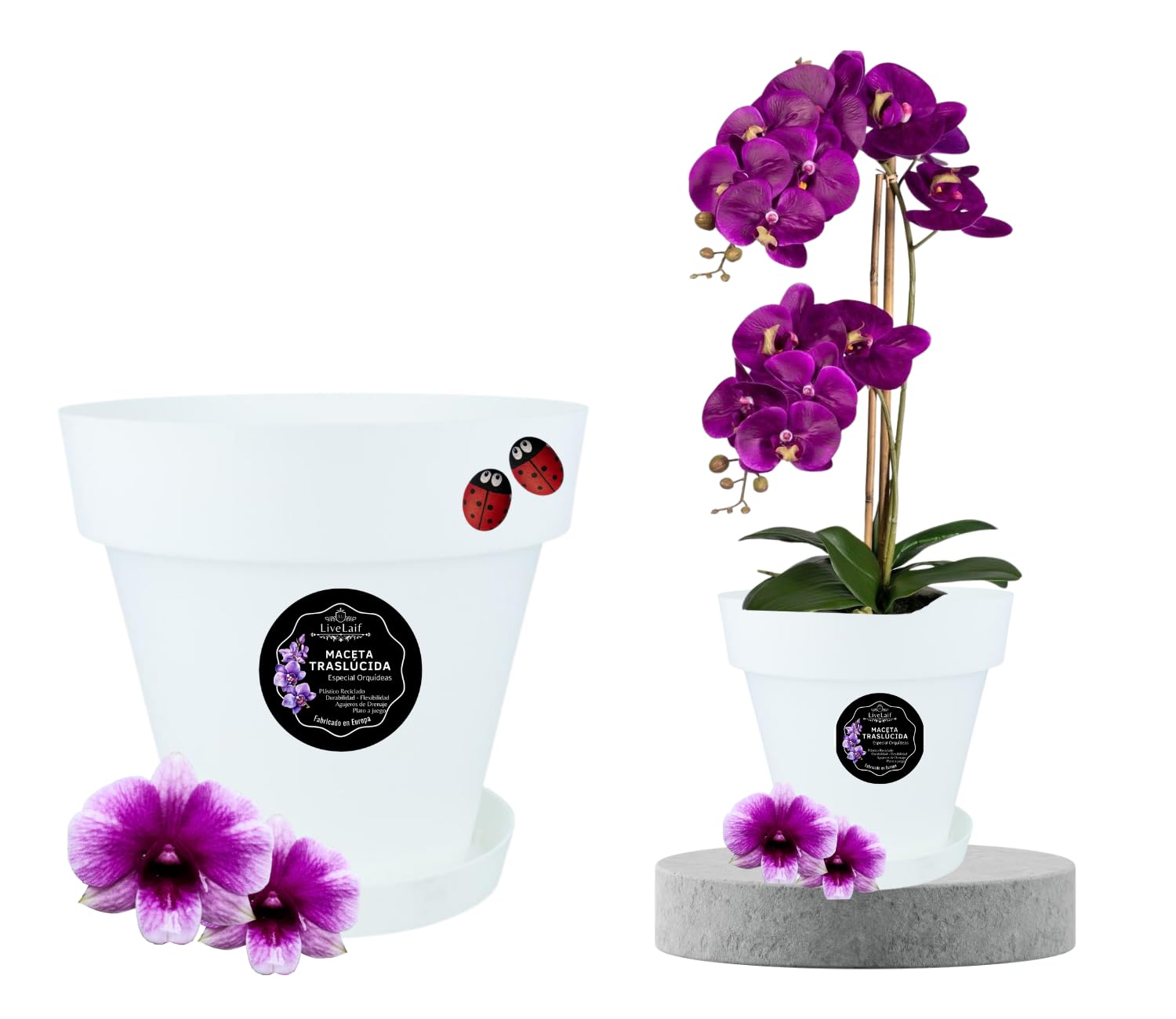 LiveLaif®-Ø13 cm- Maceta Orquidea Traslúdida + Plato Maceta | Maceta Orquidea Transparente | Maceta Plastico | Macetas para Orquídeas Transparente | Macetero Orquidea (1, MS-13 cm)