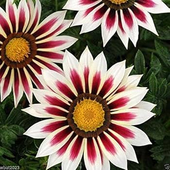 【SJ18762】SEED / Shiny Day SJ18762】SEED / Shiny Day Cinderace #SV017 Prices | Pokemon