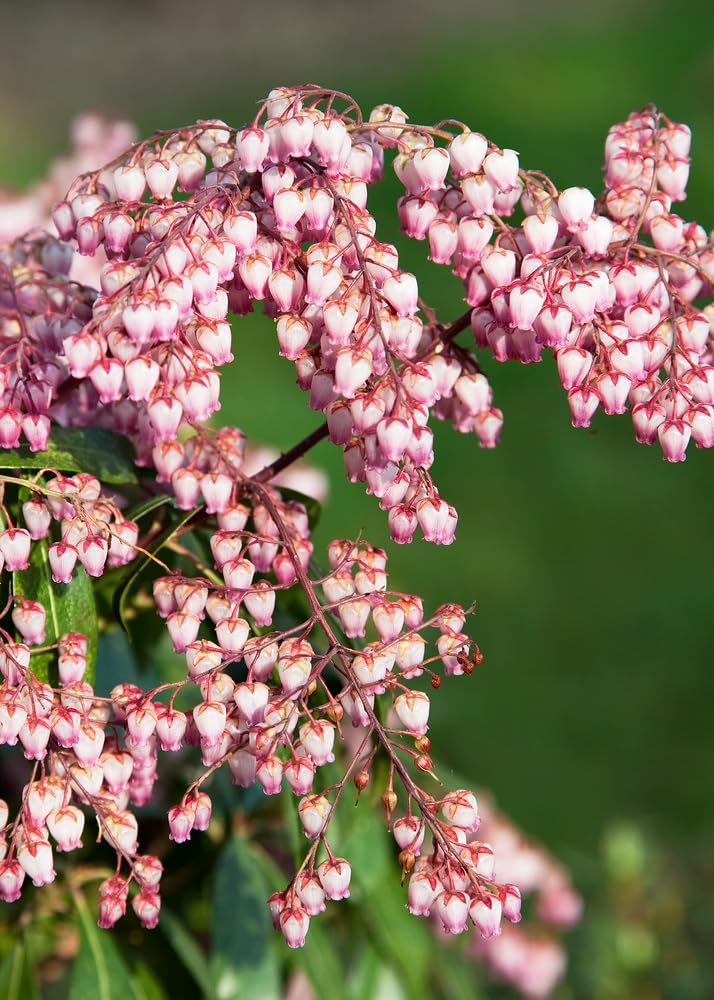 Pieris Valley Valentine Evergreen Garden Shrub Plant (1 Pack)