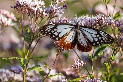 Miniatura 2 de Semillas de hierbas Thoroughwort para plantar - Eupatorium perfoliatum -
