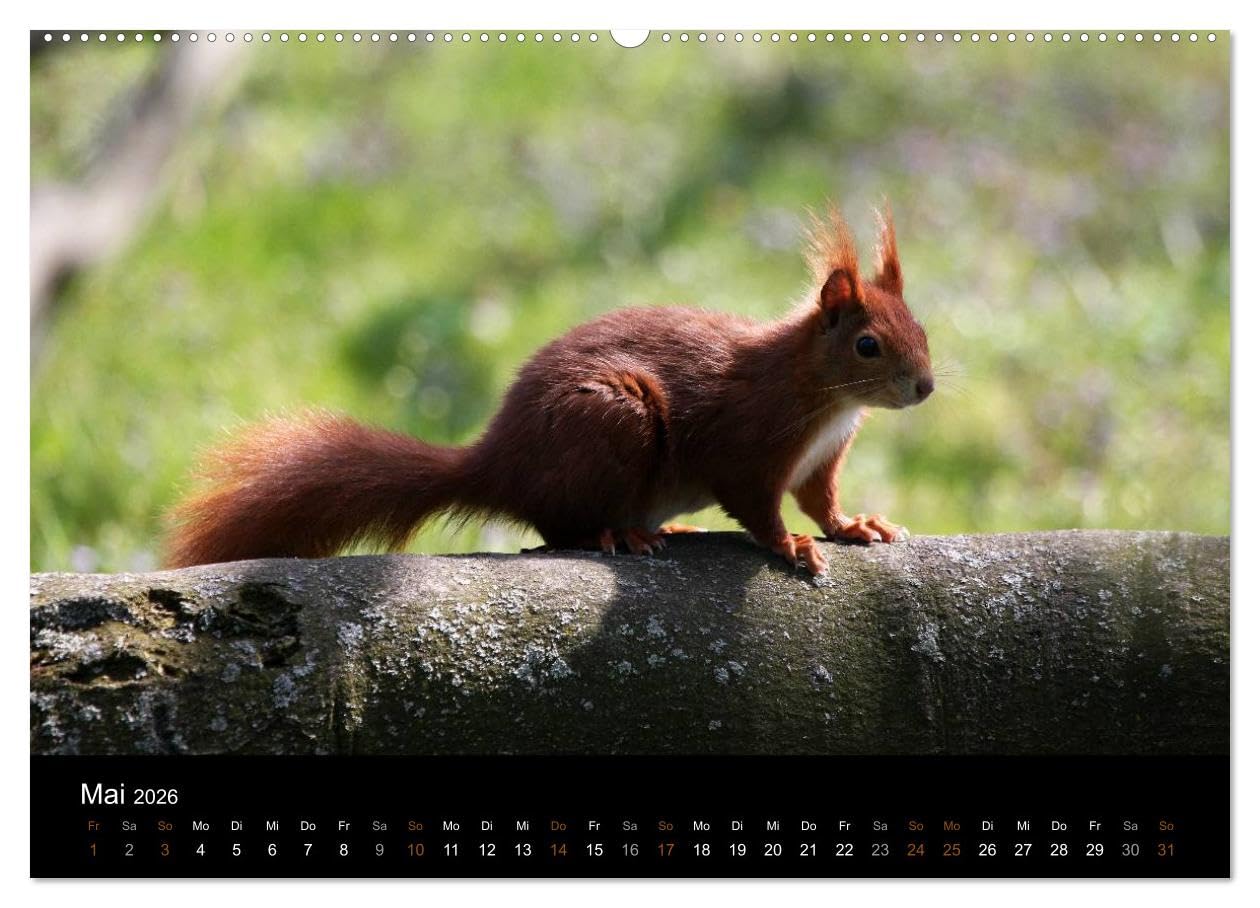 Eichhörnchen (hochwertiger Premium Wandkalender 2026 DIN A2 quer), Kunstdruck in Hochglanz: Gattung der Hörnchen-Familie (CALVENDO Tiere)