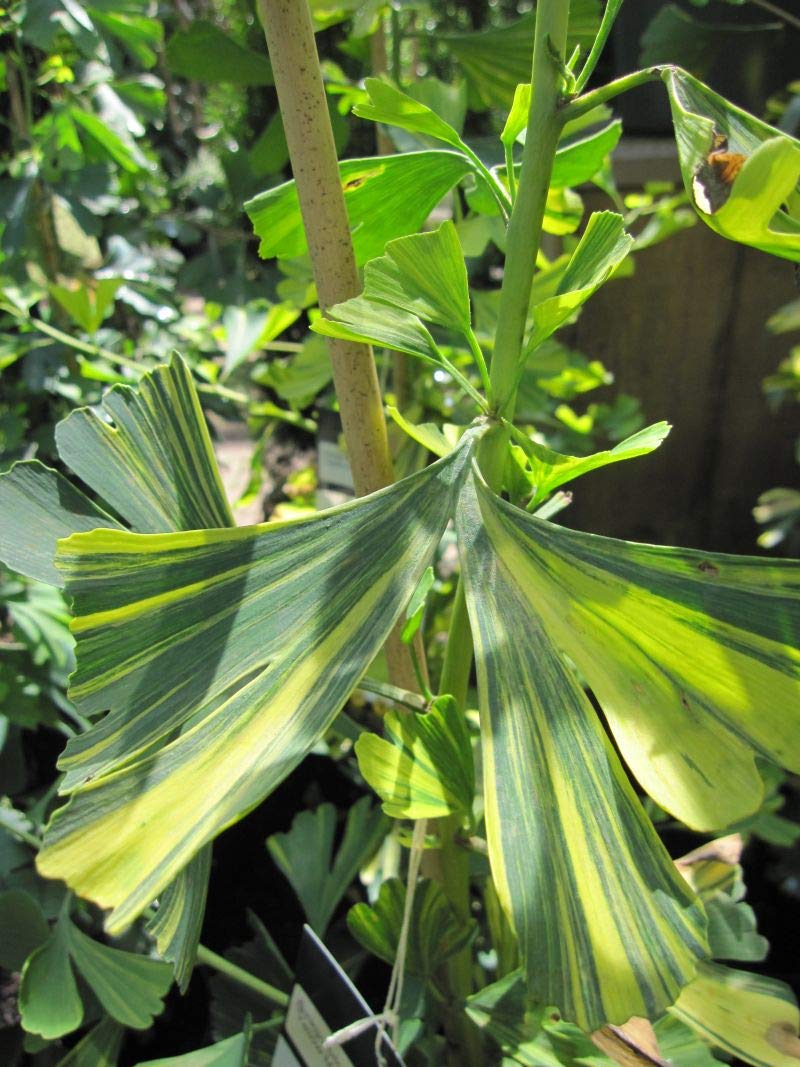 Ginkgo biloba 'Yellow Mellow' - Ginkgobaum 'Yellow Mellow' 50-60