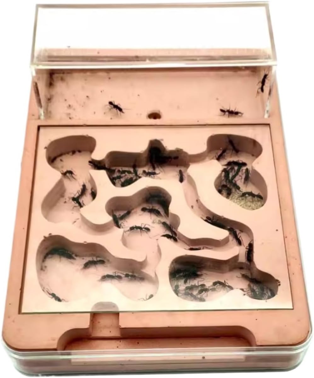 Ant Farm Ant Farm 3D Plastic Flat Nest Gypsum Eco Belt Feeding Area Moisturizing Pool Castle Habitat