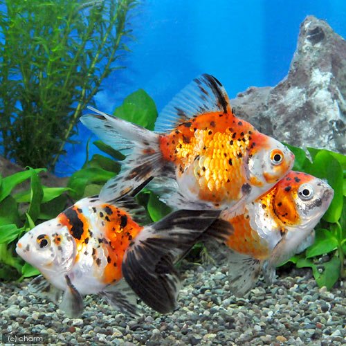専用商品K-9588 にゃんこシルエットチャーム(花火 金魚 琉球ガラス) 楽天市場】（国産金魚）琉金（10匹） : charm 楽天市場店