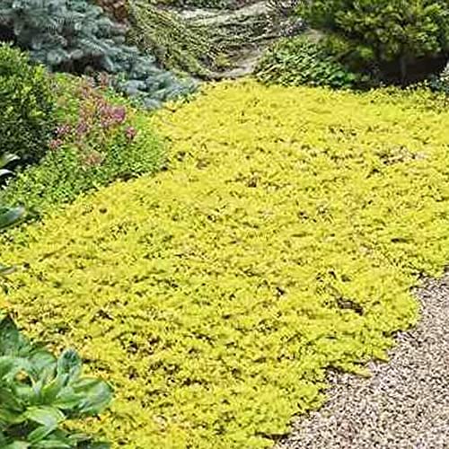 Flower Seeds For Planting Heirloom Organic Yellow Creeping Thyme Seeds Non-Gmo Hardy Herbs Seeds Easy To Grow 100 Pcs Rock Cress Breckland Wild Creeping Elfin Thyme Seeds #TOP2