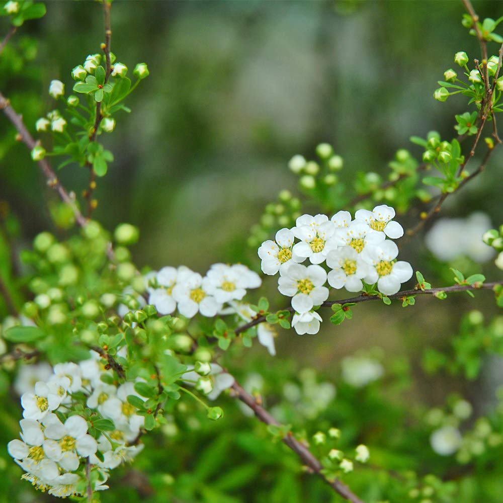 Potted Hardy Shrub Spiraea, Easy to Grow Garden Plant Producing White Flowers in Spring, Ideal for Cottage Gardens, 2 x Spiraea Arguta Plants in 3.5L Pots by Thompson & Morgan
