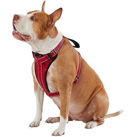 kong training harness