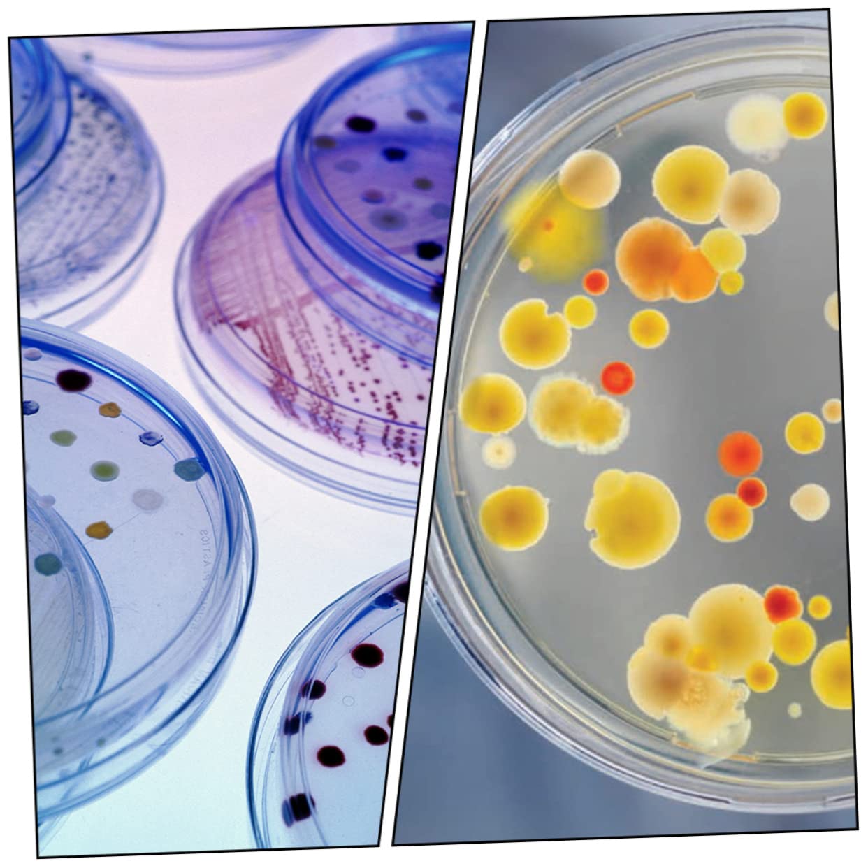 FUNOMOCYA 30pcs Vessel Laboratory Petri Dish Culture Petri Dishes Petri Dish for Culture Yeast Petri Dish with Lids Transparent Petri Dishes Petri Dish Plastic