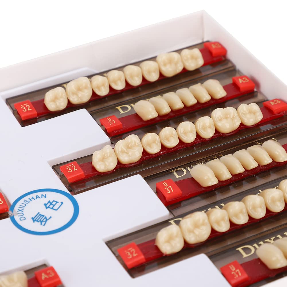 Diente de Resina Firme Acabado Fino Superficie de Limpieza Dientes Falsos Profesional para Modelos Halloween
