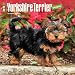Yorkshire Terrier Puppies 2017 Square