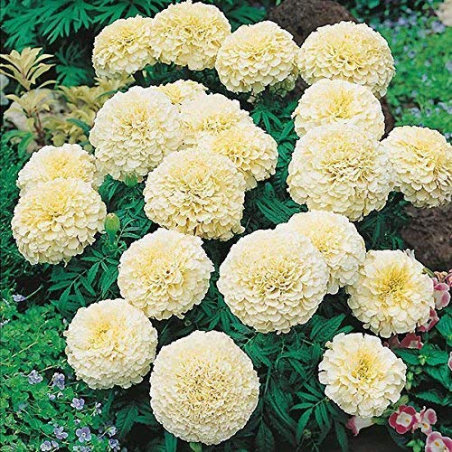Golden Hills Farm® (AVG 100-1000) seeds African Marigold F1 Hybrid White Vanilla Flower Seeds (B093QH441X) Amazon Price History, Amazon Price Tracker