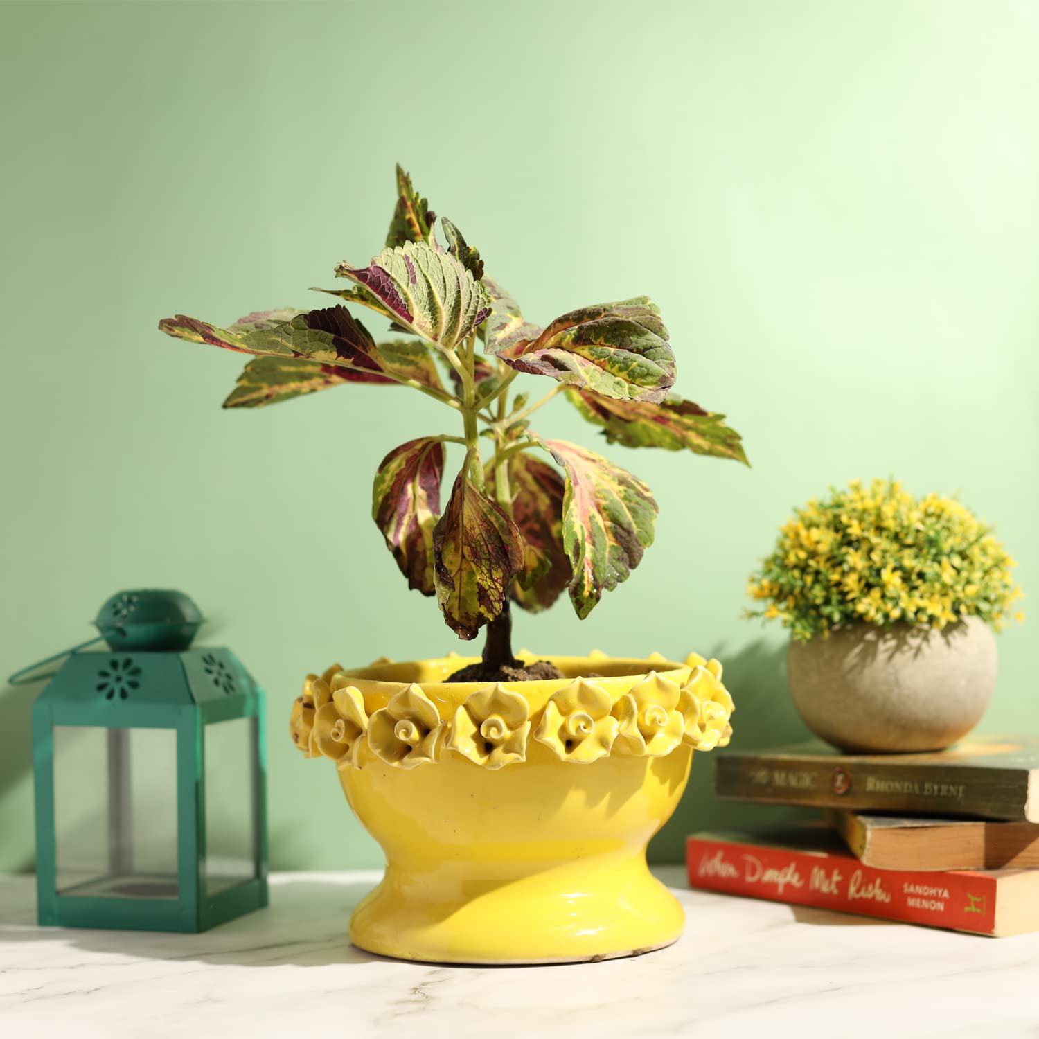 See full amazon price history chart for Lyallpur Stores Ceramic Planter Pot, Beautiful Rose Top Ashwani Plant Container, Yellow Color, for Home Garden Decor, Decorative CeramicPot (Without Plant) Lyallpur Stores Ceramic Planter Pot, Beautiful Rose Top Ashwani Plant Container, Yellow Color, for Home Garden Decor, Decorative CeramicPot (Without Plant) (B09ZT8ZC9H) Amazon Price History, Amazon Price Tracker