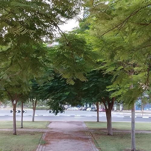 Purposeful morning meditation