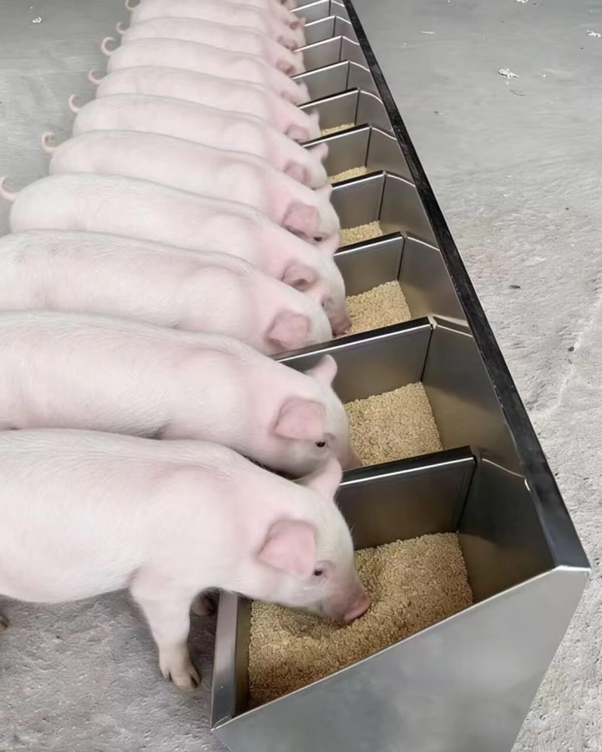 Mangiatoia, Confezione da 3 per 5-8-10 maiali, mangiatoia antigoccia Lunga 150 cm per suinetti, mangiatoie autoportanti per pollame, Ciotola Resistente per mangime per Uso agricolo