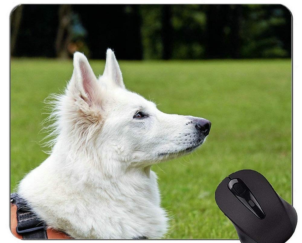 Alfombrillas For Lamer Perros Y Gatos, Alivian La Ansiedad | Meses Sin Interés