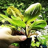 Greenpro Echinodorus Big Bear Amazon Sword Potted Background Easy Care Freshwater Live Aquarium...