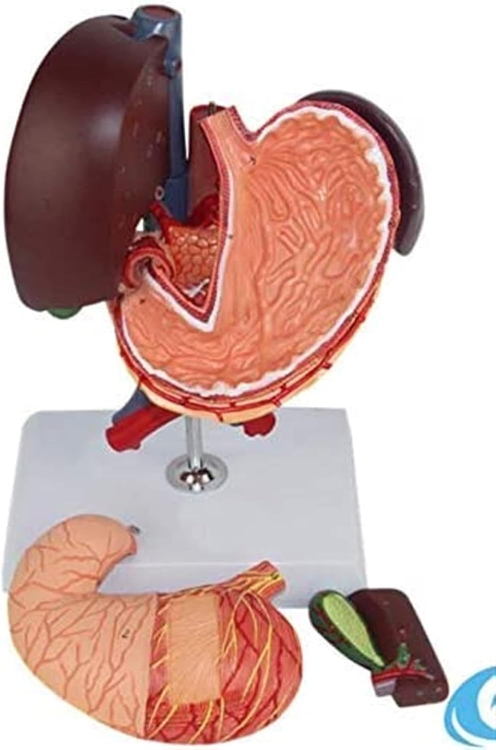 Medical Model, Detachable Liver Anatomical Model Medical 6 Pieces Human Stomach, Liver, Gallbladder, Pancreas, Duodenum Model gastroenterology