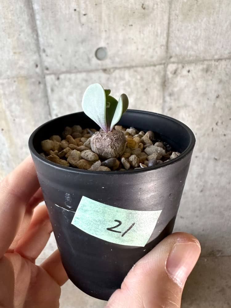 Amazon｜【現品限り】オトンナ・ウリンクリアナ【A21】 【植物】塊根