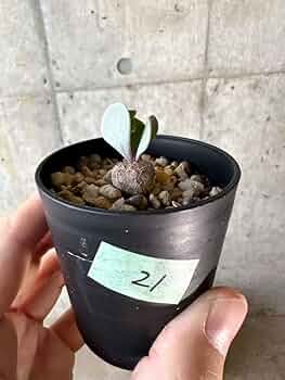 61HJBzt5RAL._AC_UF350,