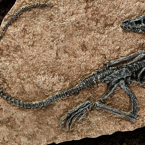 Image of 1st Heaven Resin Dinosaur Fossil Sculpture - Realistic Dinosaur Skeleton for Desk & Wall Display, Prehistoric Jurassic-Era Dino Decor, Unique Gift for Dino Lovers & Home Decor (Dromaeosaurus)