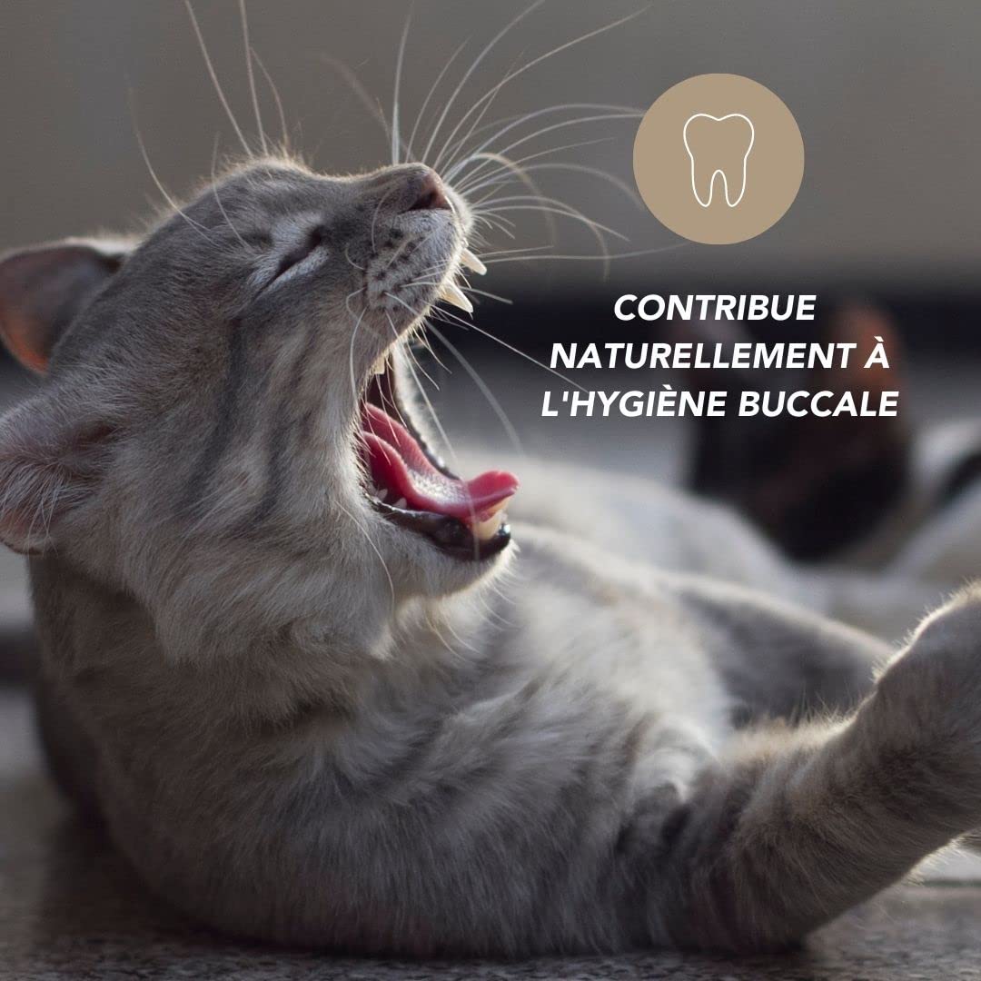 Propolis Bio 100g pour Chien et Chat - Hygiène buccale, Stimulation des défenses immunitaires, cicatrisation des plaies