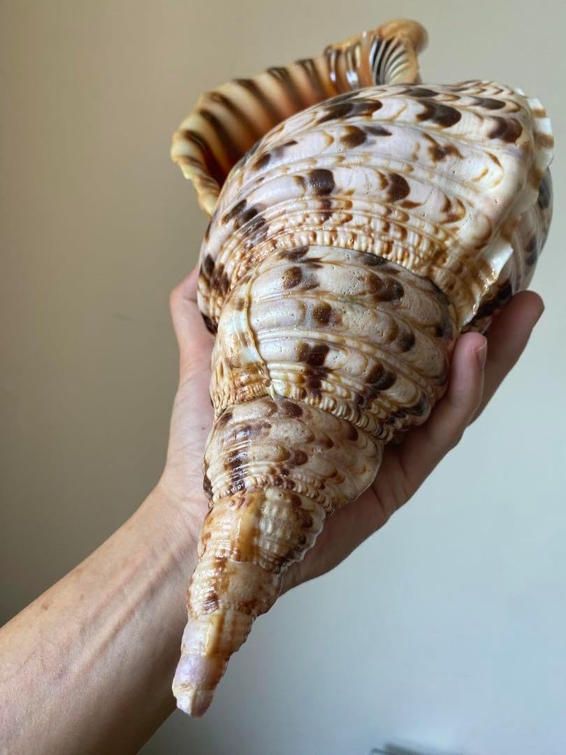 法螺貝 特大ホラ貝 新鮮な法螺貝 なかなかでないサイズ 39cm 1キロ