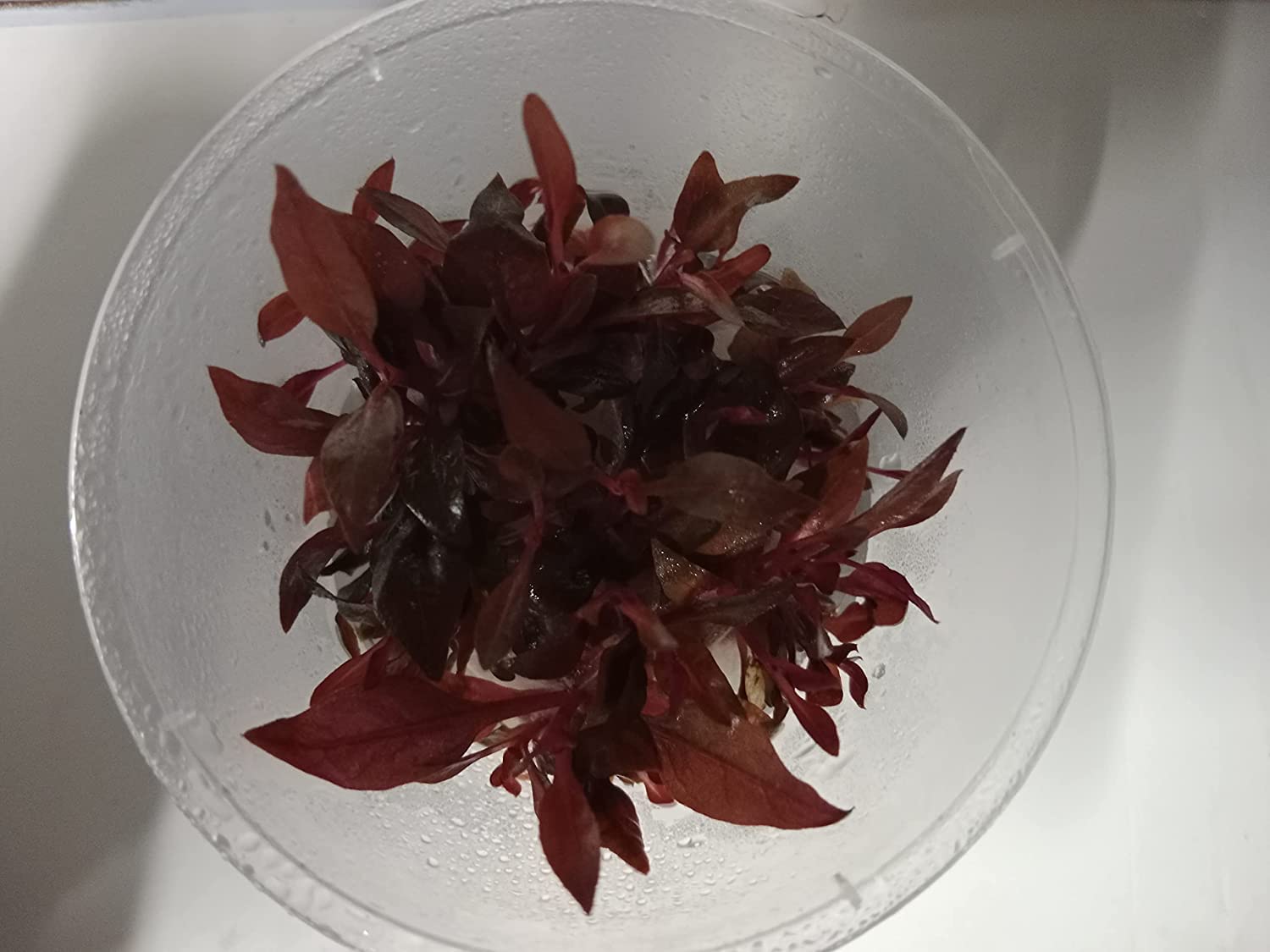 Ratnam Tissue Culture Aquatic Plant Pot (ALTERNANTHERA REINECKII Mini