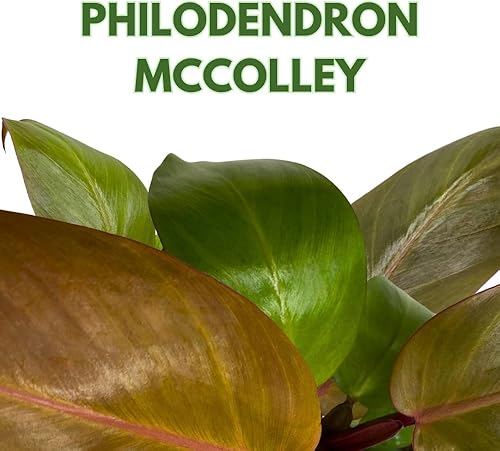 Miniatura 2 de BubbleBlooms Philodendron McColley's Finale, 4 pulgadas rojo brillante Philo