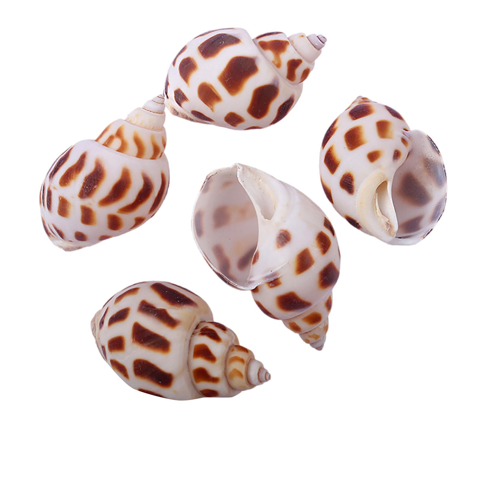 Coyouco Hermit Crab Shells Small To Medium Hermit Crab Shells Hermit Crab Supplies Natural Conch Shell For Hermit Replacement Shells Fish Tank Aquarium Decor,A