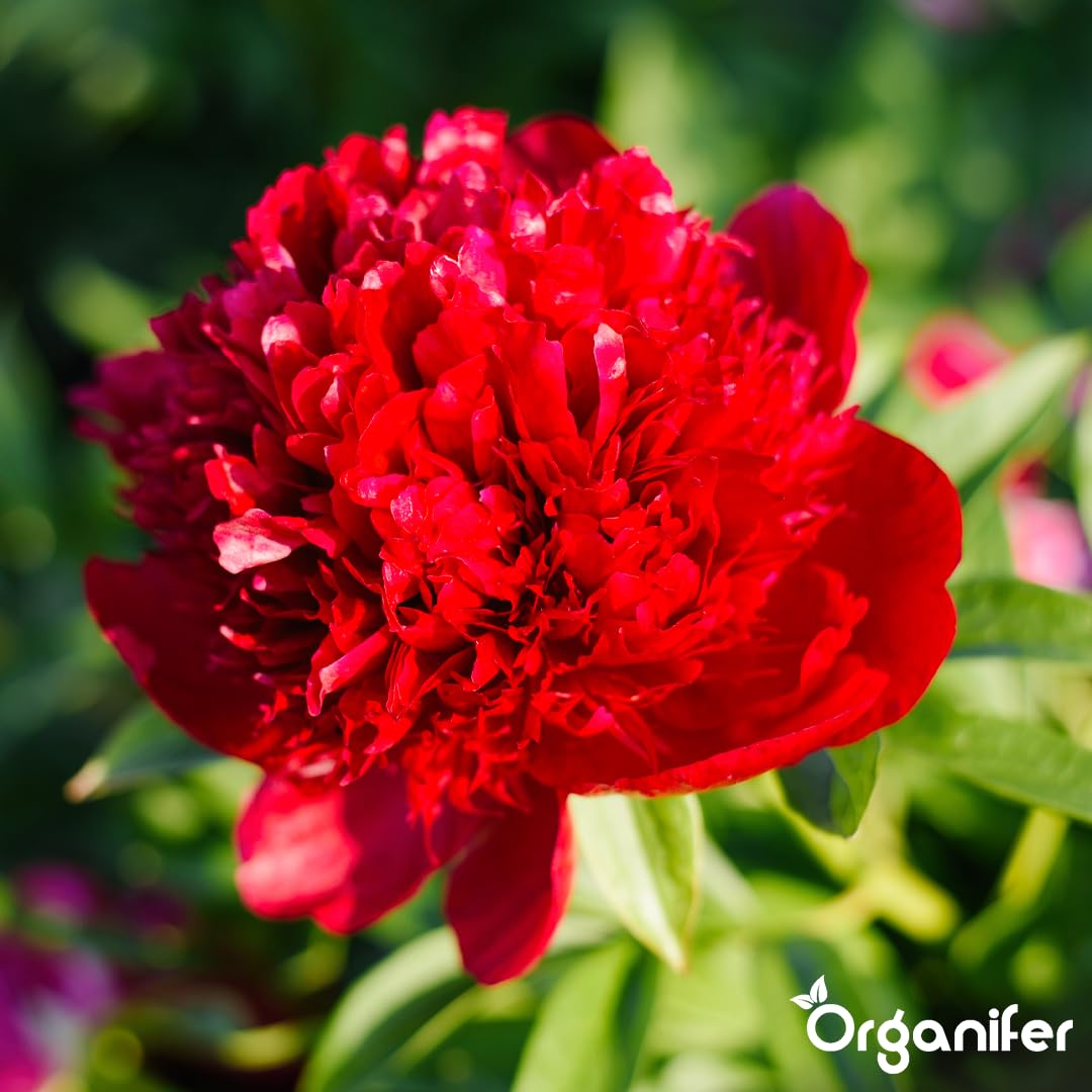 Peony Nawóz Organiczny Do Kwiatów - 10L - NPK 2-1-8 | Zdrowe Liście - Silne Korzenie I Wysoka Plonność - Organifer