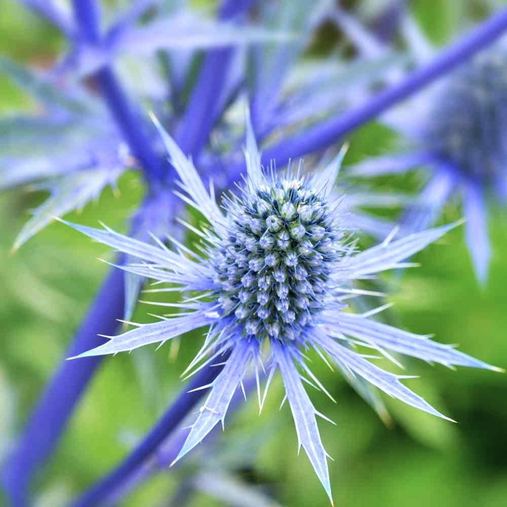 Amazon.com : TomorrowSeeds - Sea Holly Seeds - 1500+ Count - for