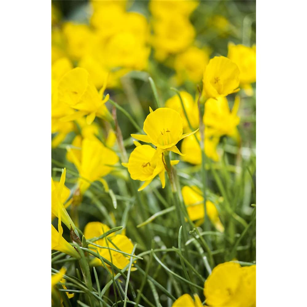 Conception De Motif Floral Plat Pour Le Printemps | Vecteur Gratuite