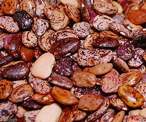 Bush Lima Beans Jackson Wonder - Heirloom Non OGM -14 Lb Aproximadamente 275 Semillas