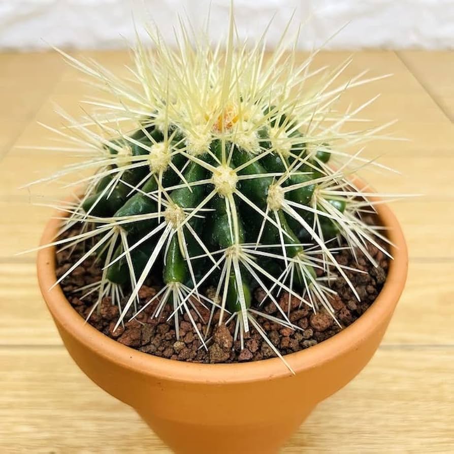 うちわサボテン ユッカロストラータ 金鯱 3点セット サボテンの王様 金鯱 群生 3株‼️ ロックガーデン