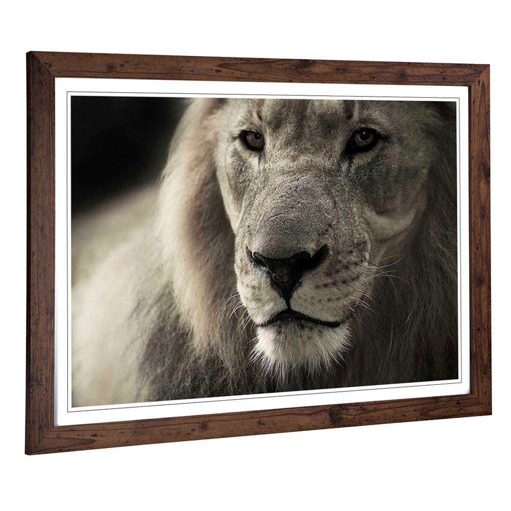 Big Box Art Framed Print of Lion 2 Design | Wall Art Picture | Home Decor for Kitchen, Living, Dining Room, Lounge, Bedroom, Hallway, Office, Walnut, A2 / 24.5x18 Inch / 62x45cm