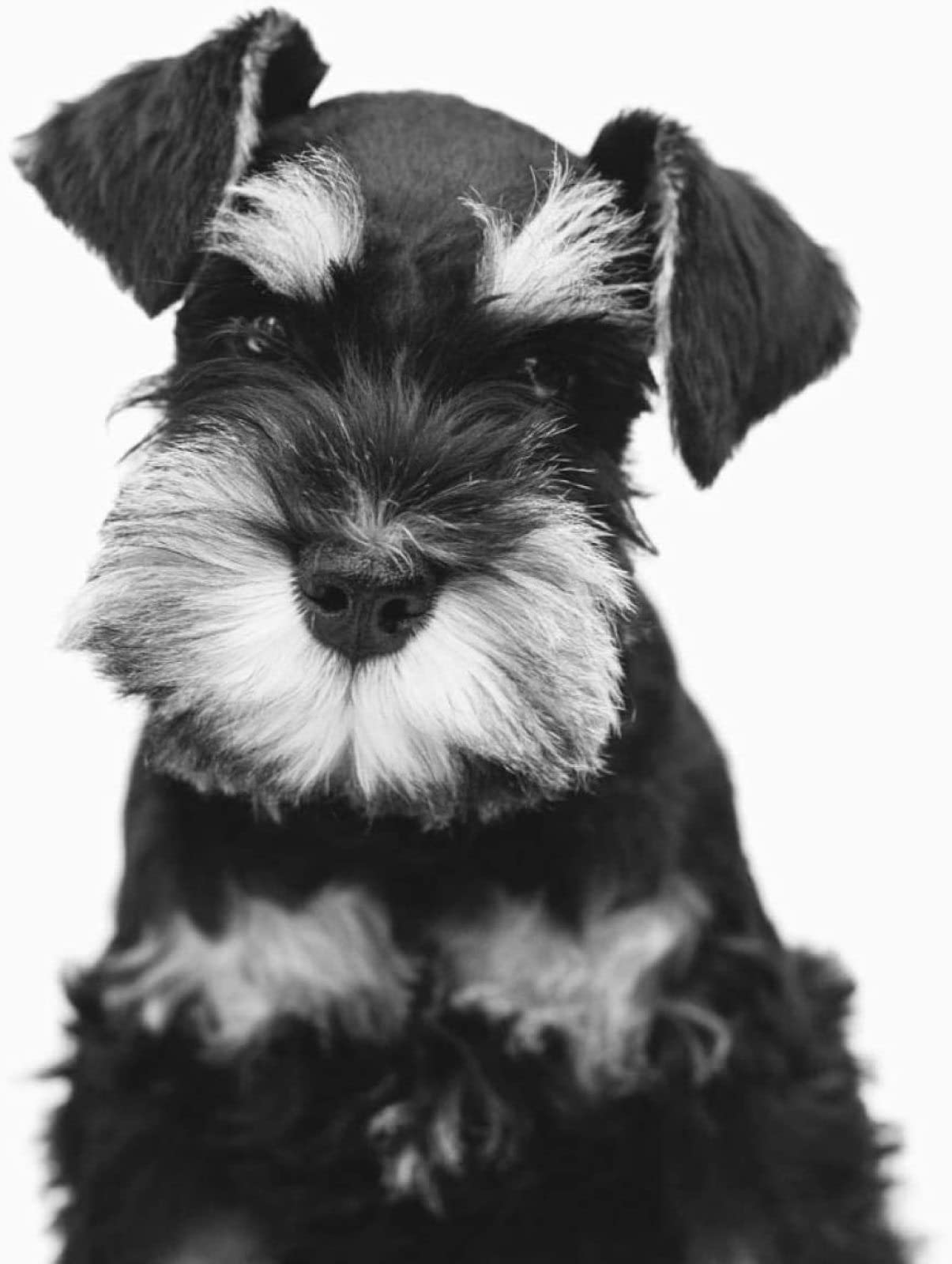 5D Diamond Painting Kits for Adults,Miniature Schnauzer - Crystal Rhinestone Diamond Embroidery Paintings Great for Home,Office,Wall Decor - 11.8 × 15.7inch(Square Diamond)