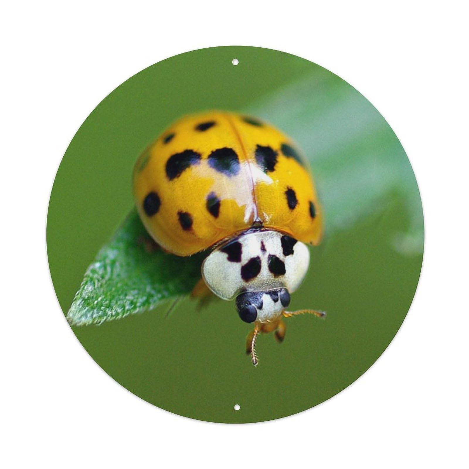Insect Asian Ladybird Vintage Metal Tin Sign Plaque Wall Decor for Cafe, Club Bar, Office, Garden Metal Poster 8x8Inch