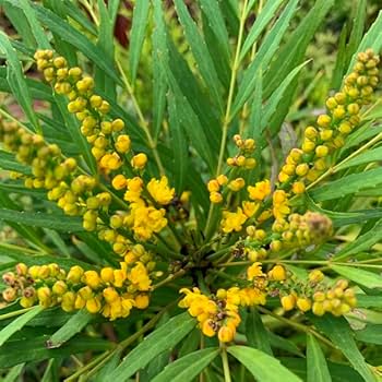 【marudoraさま専用】Yellow Long Neck 挿木苗 ほか5点 marudoraさま専用】Yellow Long Neck 挿木苗 ほか5点 Yellow