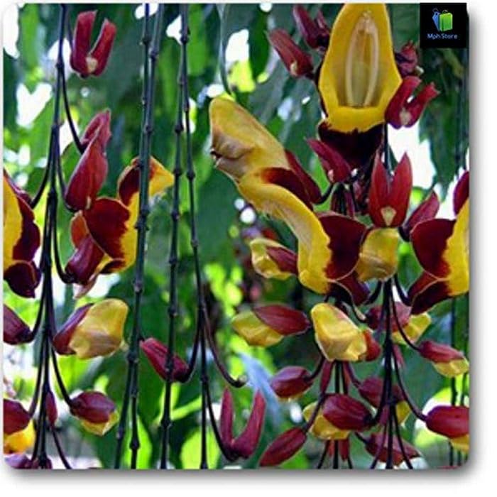 OhhSome Thunbergia Mysorensis, Mysore Trumpet Vine - Plant Mysorensis Live(1 Plant)