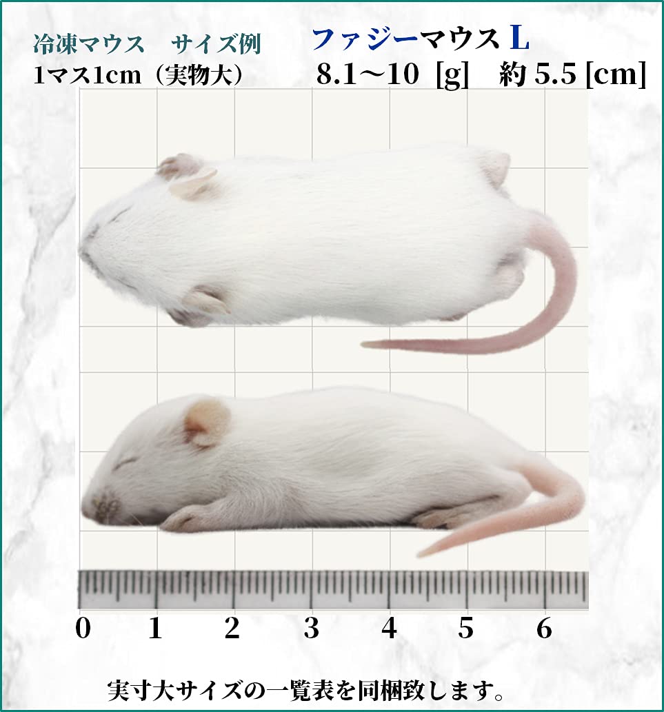 一部地域送料無料★10匹セット 冷凍ファジー　約5.5cm　爬虫類　冷凍えさ Amazon | ZAZOO 冷凍マウス ファジーL10匹 8.1〜10g 約5.5cm