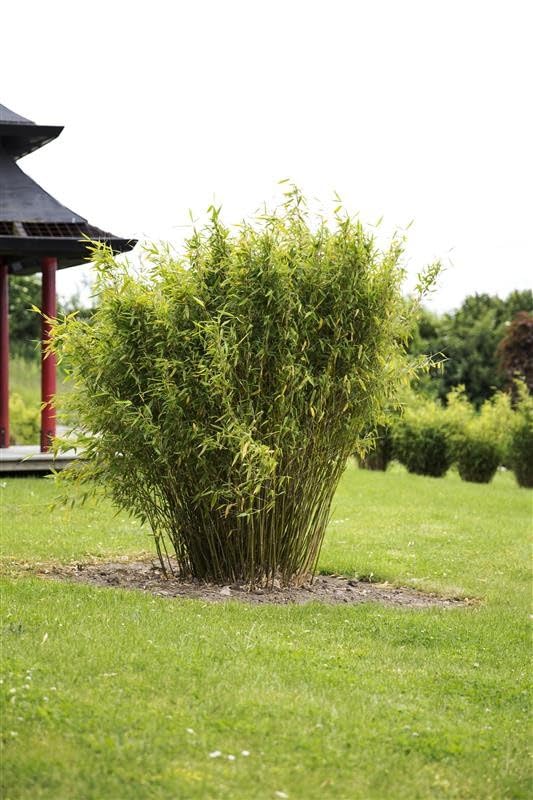 Stauden Gnge 1 x Fargesia murieliae 'Dino' im C2 Topf  (Bambus/Winterhart/Ziergras/Mehrjhrig) Riesen Gartenbambus - Winterhart  pflegeleicht ...