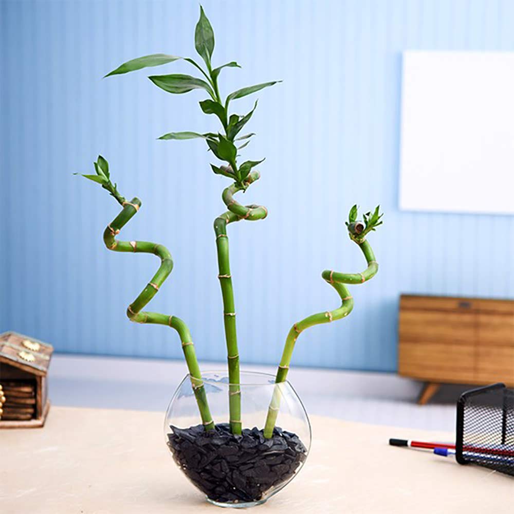 GREEN PARADISE Air Purifier Lucky Bamboo Spiral Sticks 45 cm For Home Garden (Pack of 3 Sticks, plant)